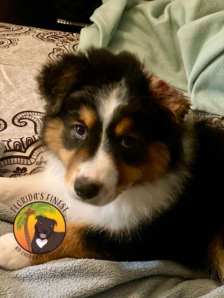 Australian shepherd puppy resting on a blanket
