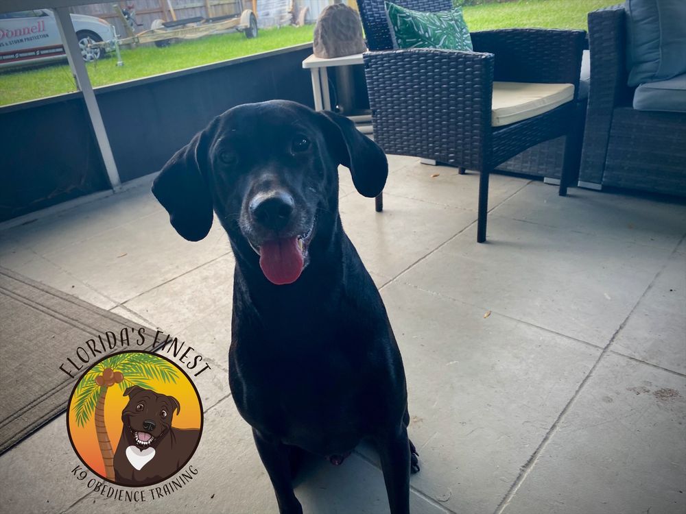 Happy black lab mix standing on a patio with its tongue out