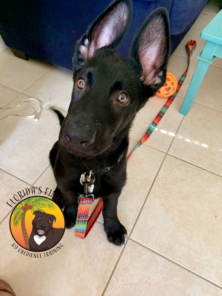 Black shepherd puppy sitting on a tile floor
