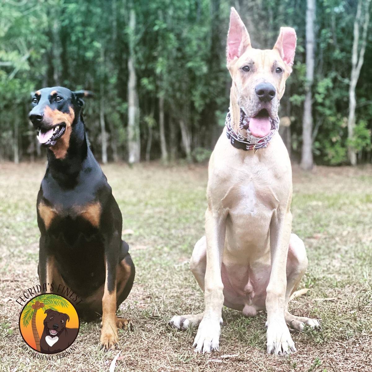Doberman and Great Dane sitting side by side off leash
