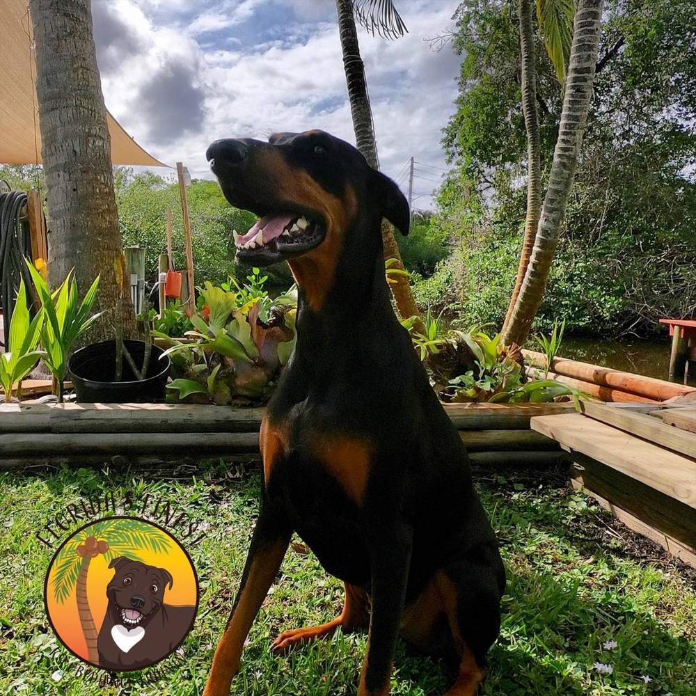 Doberman sitting in a tropical garden