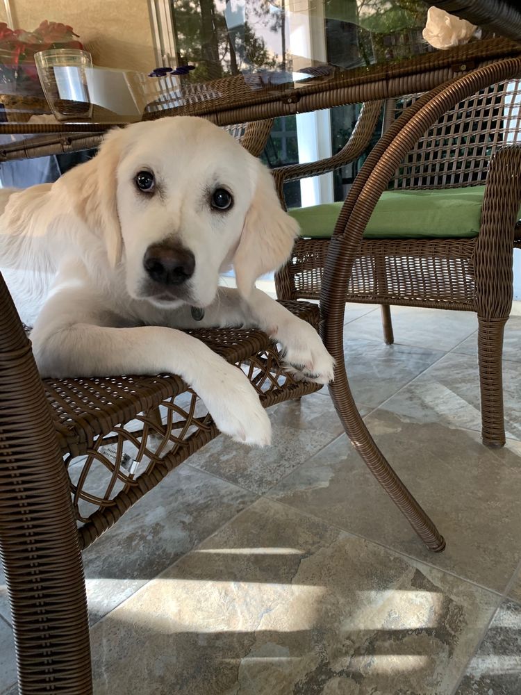 Golden retriever puppy resting calmly on a patio chair