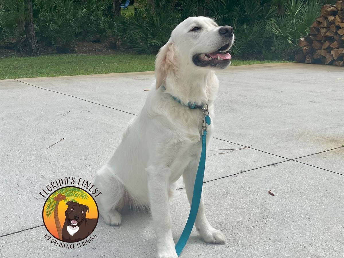 Golden retriever sitting calmly on a leash during an Obedience 1 session