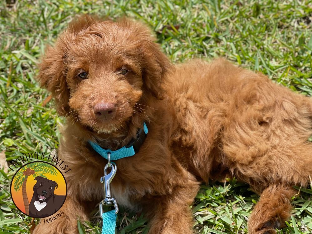 Goldendoodle puppy lying in the grass on a leash
