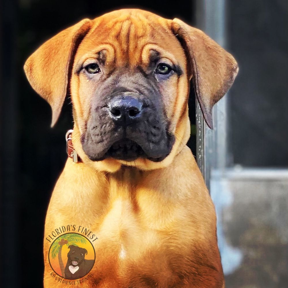 Mastiff puppy sitting and looking at the camera