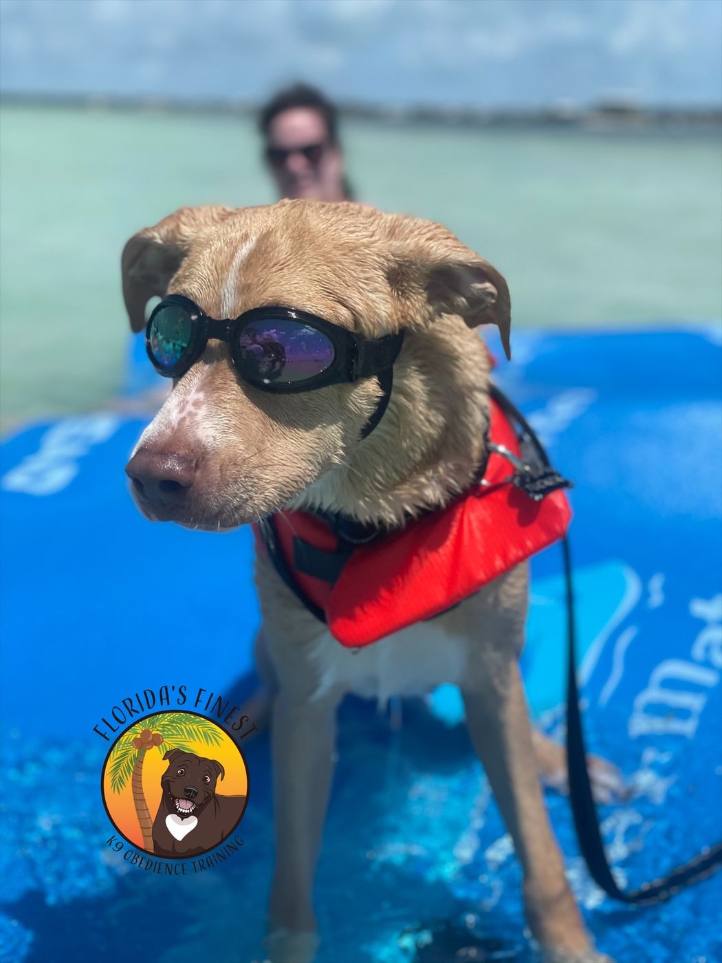 Dog in goggles and a life vest on a paddleboard