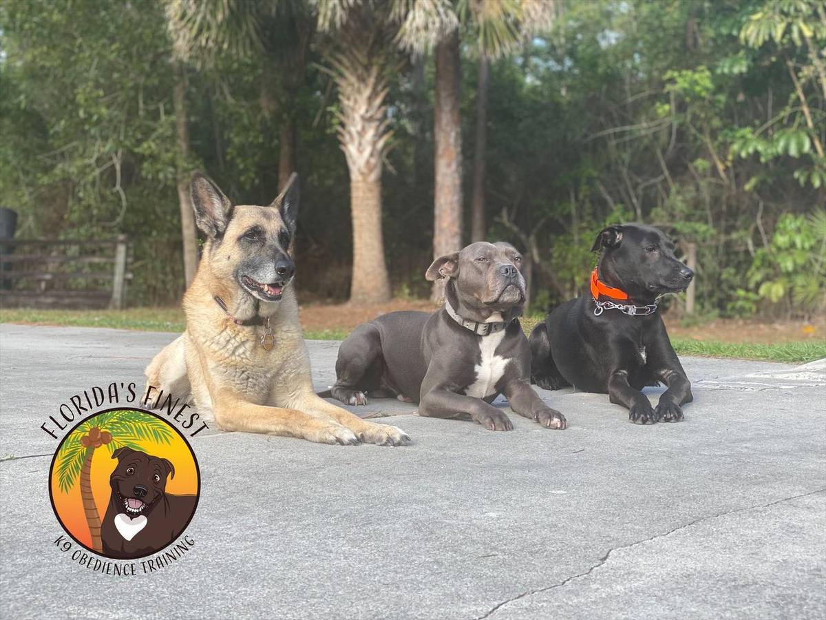 German shepherd and two pit bull mixes lying together in a down stay
