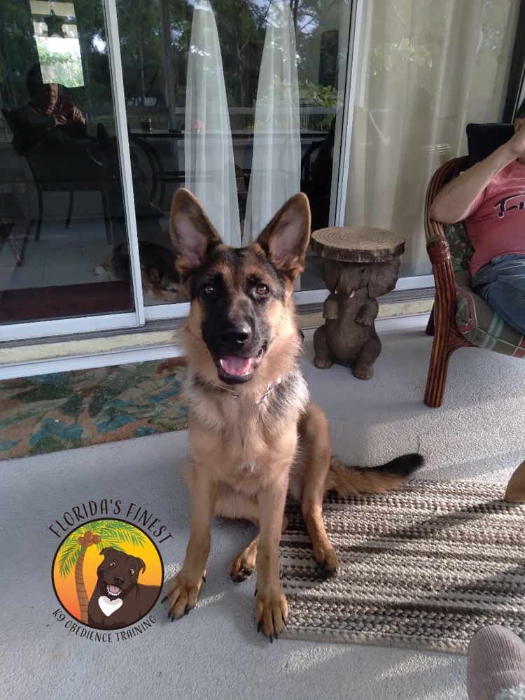 German shepherd puppy sitting on a patio
