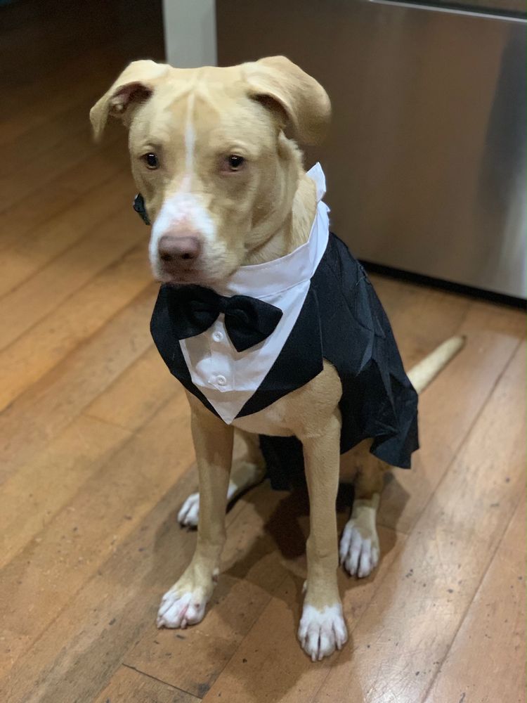 Dog wearing a tuxedo sitting politely indoors
